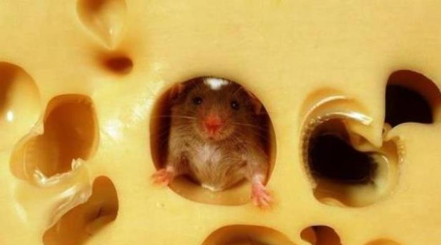 Изображение мышонка. Мышки нарисованные (100 лучших картинок)