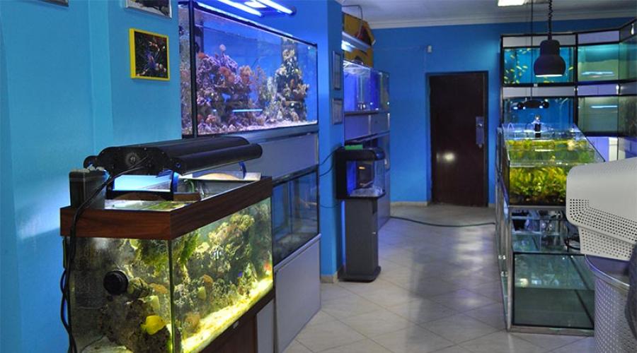 Бизнес на аквариумных рыбках: способ увеличения прибыли, разведение и продажа аквариумных рыбок. Организация разведения аквариумных рыбок как бизнес