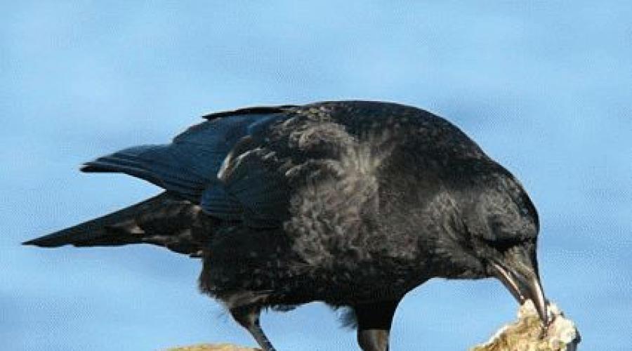 Приметы про ворон — о чем предупреждает мудрая птица. Носов «Как ворона на крыше заблудилась