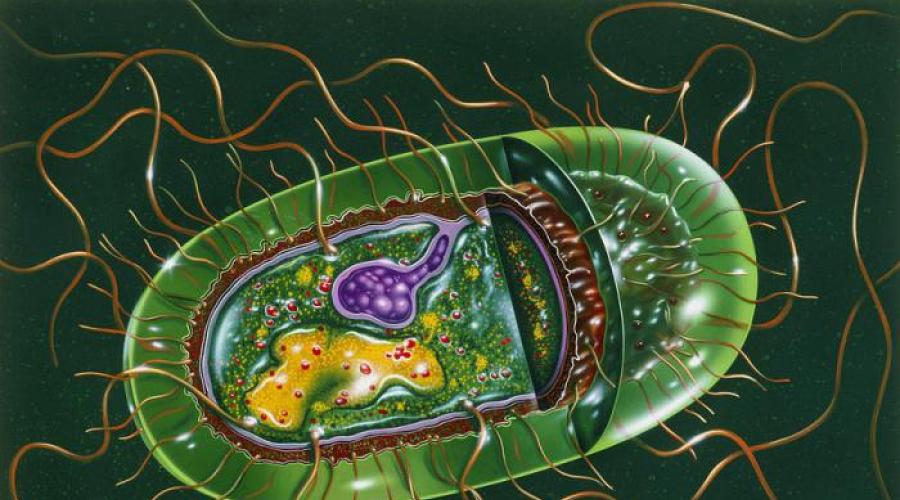 Строение бактерий и их классификация. Особенности морфологии и строения микроорганизмов