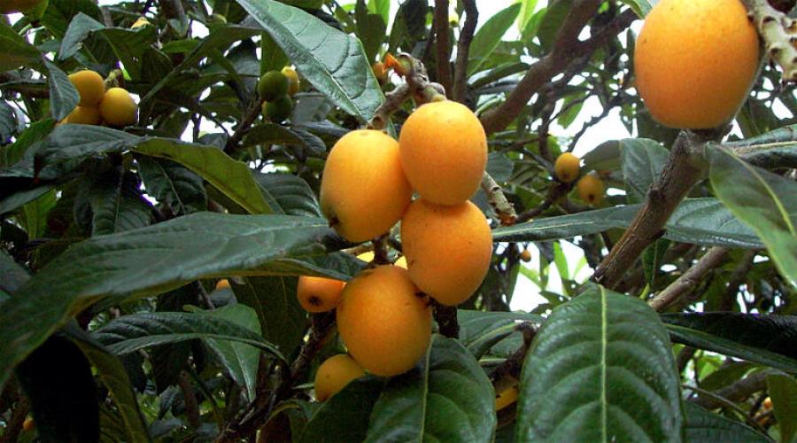 Ямайский плод экзот 3 буквы сканворд. Розовые фрукты: названия с фото, вкусовые качества