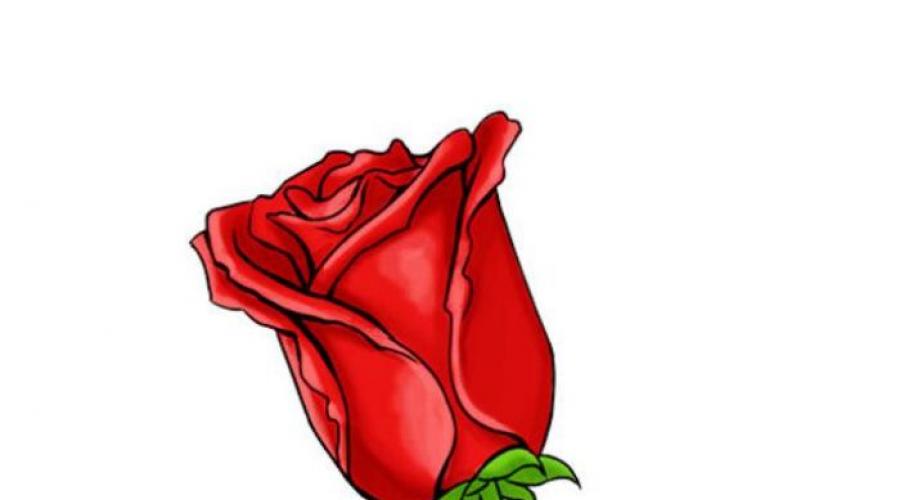 Ako čerpať ruže listy v etapách. Ako nakresliť kyticu ruží s ceruzkou a akvarelom