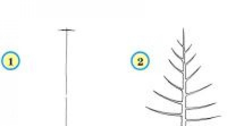 كيف يمكنك رسم شجرة رأس السنة. رسم شجرة رأس السنة الجديدة في مراحل المجموعة الوسطى مع الصور