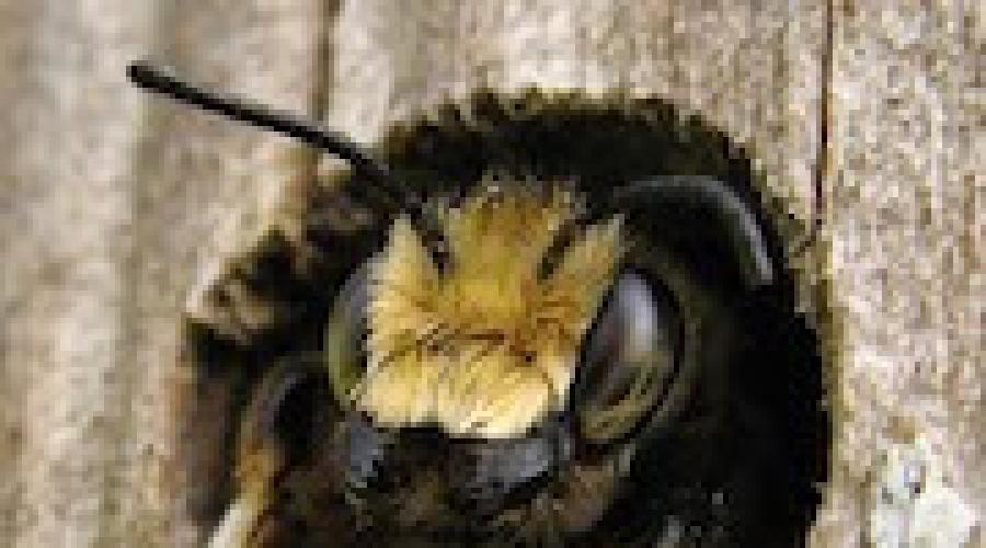 Что значит видеть во сне пчел. Приснились пчелы – что это может значить? Пчела во сне – толкование Фрейда
