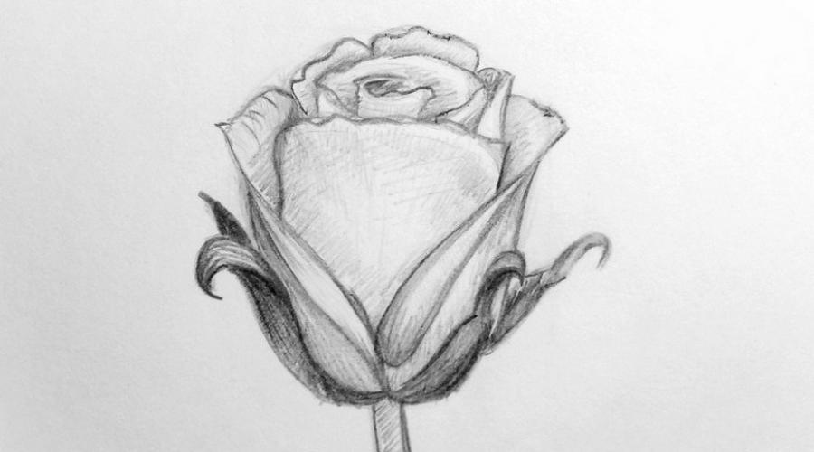 Рисуем красивую розу поэтапно карандашом. Учимся рисовать розы