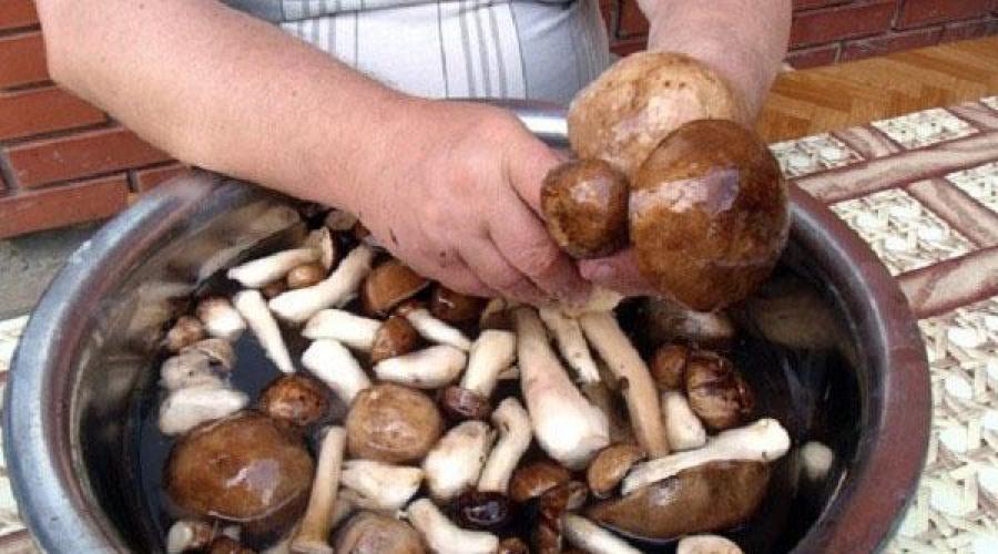 Что сделать из грибов на зиму. Заготовка белых грибов на зиму маринованием