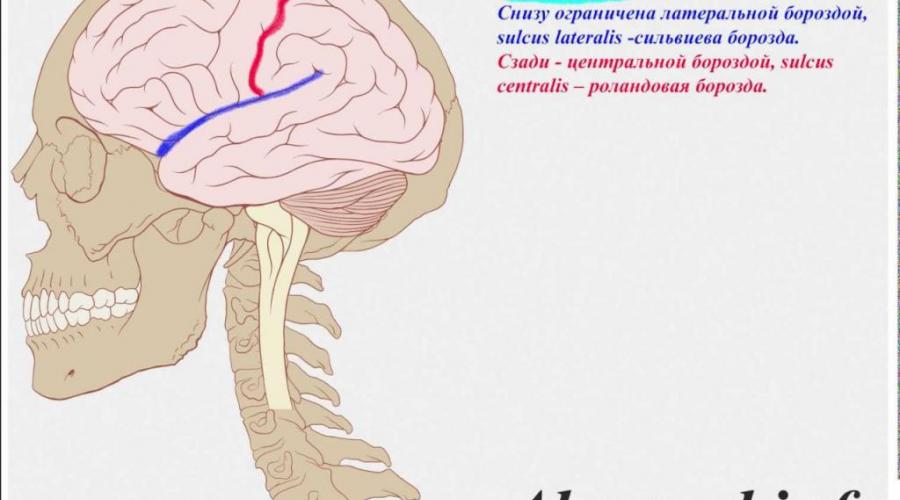 Кора головного мозга, строение и функции. Кора головного мозга, зоны коры головного мозга