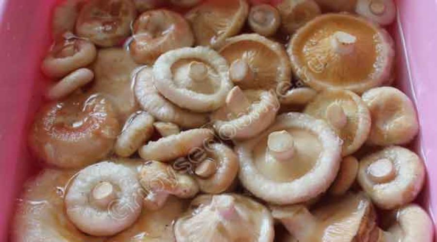 Как засолить грибы волнушки. Грибы Волнушки на зиму
