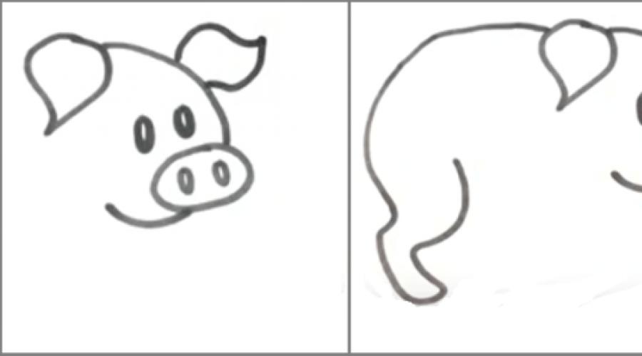 Как нарисовать свинью красиво, а главное, правдоподобно. Как нарисовать поросенка карандашом поэтапно Как рисуется свинья