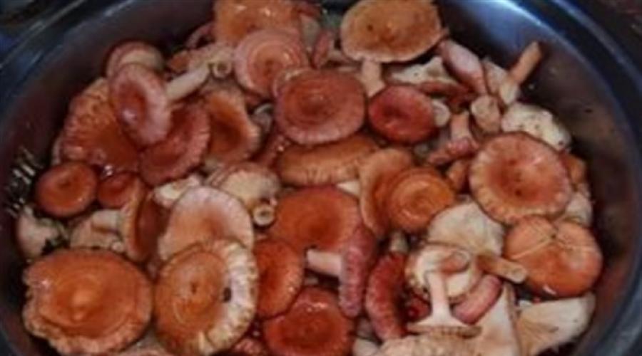 Volnushka gljive za zimu.  Kako kuhati tople i hladne valove za zimu