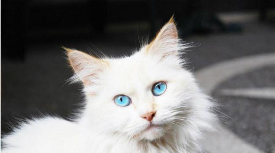 Prečo sníva o mačkách vo sne? Interpretácia snov: biela mačka, čierna mačka. Čo sny White Cat Dreams