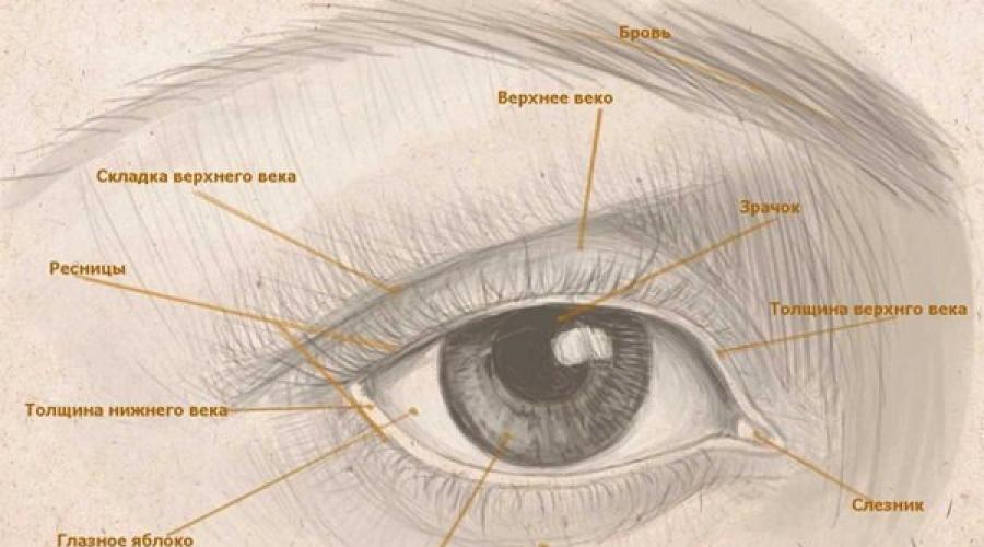 كيفية رسم عيون جميلة في المراحل. كيف تتعلم لرسم عيون