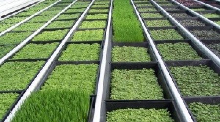 Uzgoj kopra za prodaju - Može li zeleni kopra donijeti dobar prihod? Raste zelenilo kao posao. Kako zaraditi novac na rastuću zelenilu