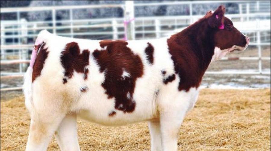 Пушистое чудо из Айовы — плюшевая корова. Чем отличается плюшевая корова