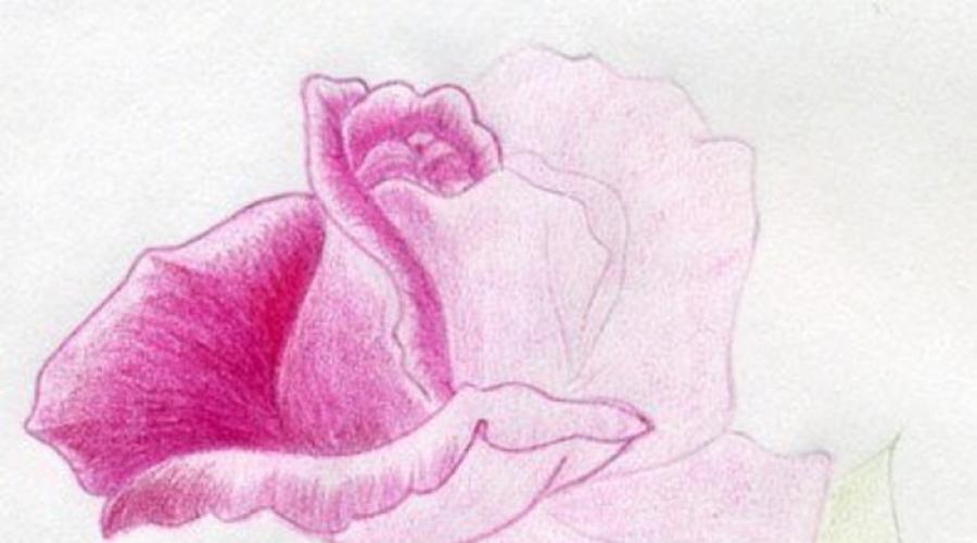 Как нарисовать розы в вазе карандашом. Как нарисовать красивую розу карандашом