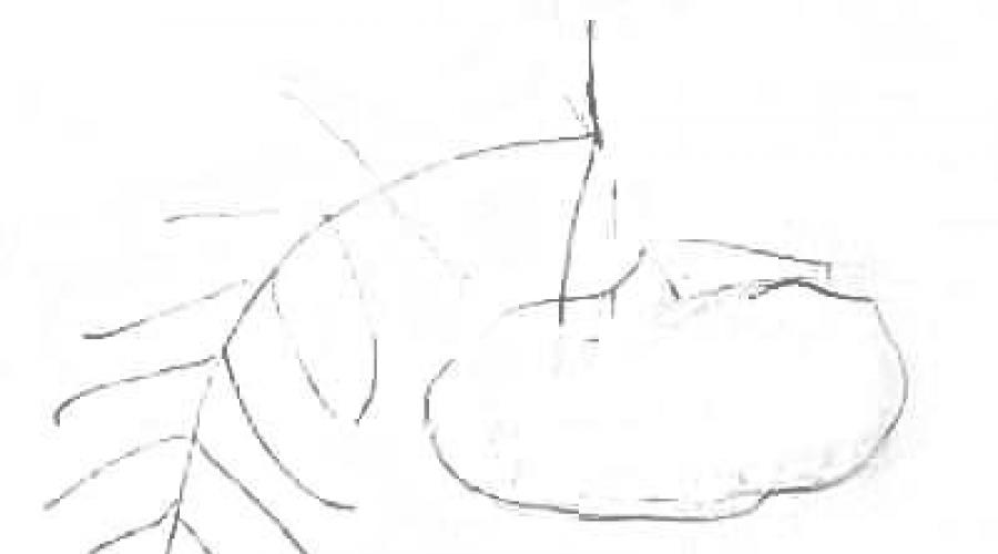 Crtež hrpe rowan s lišćem.  Učenje pravilnog crtanja grane rowan