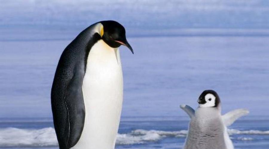 Prečo tučniaky snívajú - význam a interpretácia sna.  „Kniha snov Tučniak sníval o tom, prečo tučniak sníva vo sne Prečo človek sníva o tučniakovi