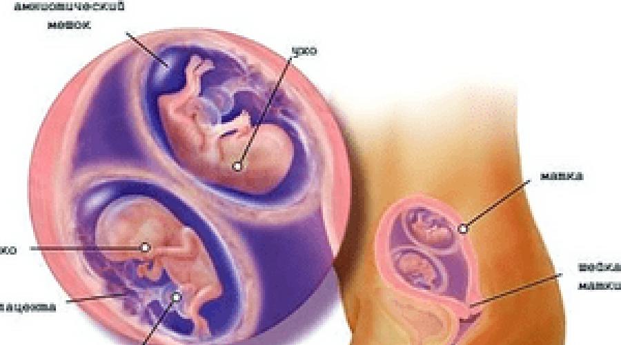 पेट 17 सप्ताह के गर्भ में जुड़वाँ बच्चों के साथ।  सत्रहवें सप्ताह में क्या होता है: विकास और कल्याण