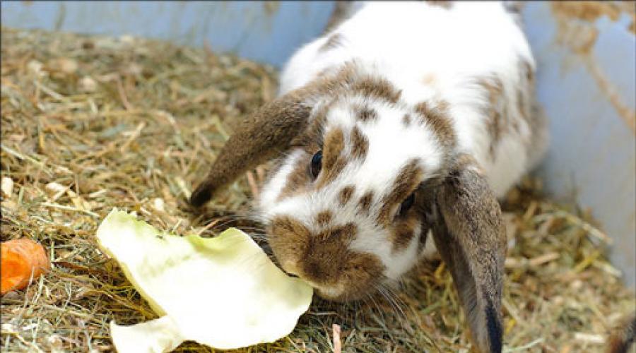 Dlaczego króliki marzą o wymarzonej książce kobiety.  Dlaczego małe króliki śnią