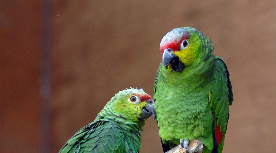 Pappagallo Amazon. Parrot Amazon di stile di vita e habitat