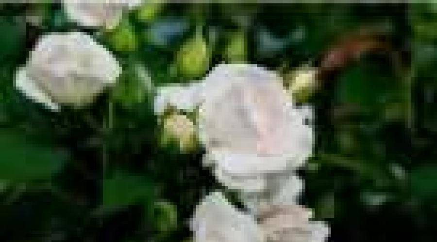 Why is one white rose dreaming?  Dreamed of white roses - interpretation of sleep from dream books