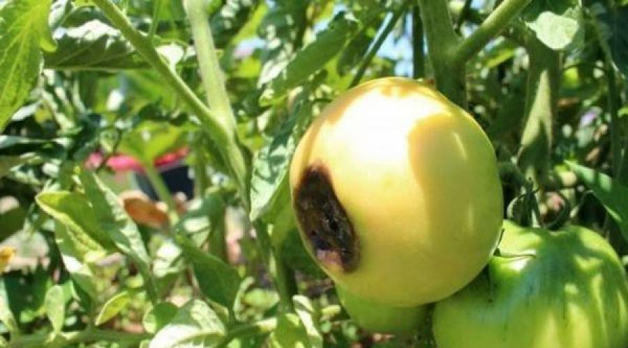 كيفية الحفاظ على الطماطم من التحول إلى اللون الأسود.  لماذا قد تتحول الطماطم إلى اللون الأسود عندما تنضج وماذا تفعل