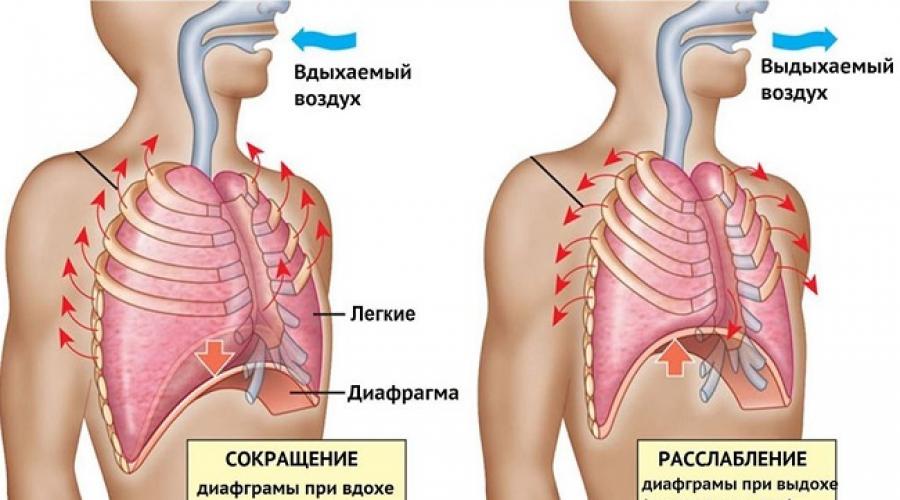 Глубокое дыхание животом – ключ к здоровью. Упражнения для тренировки диафрагмального дыхания Глубокое диафрагменное дыхание