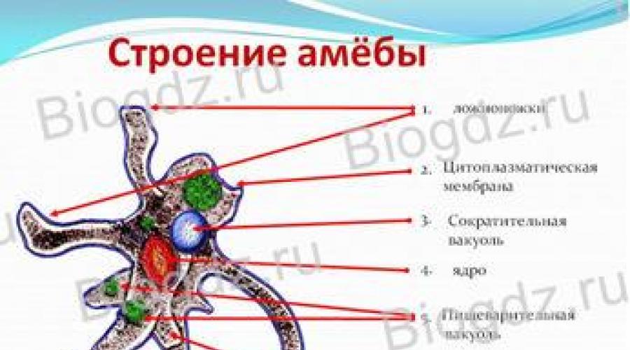 Лабораторная работа инфузория туфелька под микроскопом. Инфузория-туфелька под микроскопом