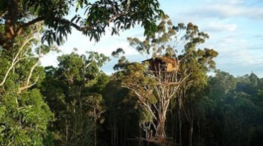 Bývanie Papúrov - dom na strome. Materiálna kultúra Papuans a Melanesians Rodinná inštalácia Papuans