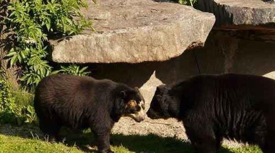 Where does the spectacled bear live on the mainland.  Spectacled Bear - Mad Zoologist - LiveJournal