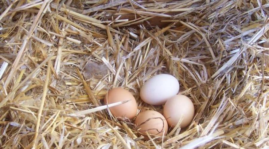 Što to znači vidjeti svježe jaja u snu. Što jaja sanjaju? Muškarac - dovoljnosti i žene - novim hobijima