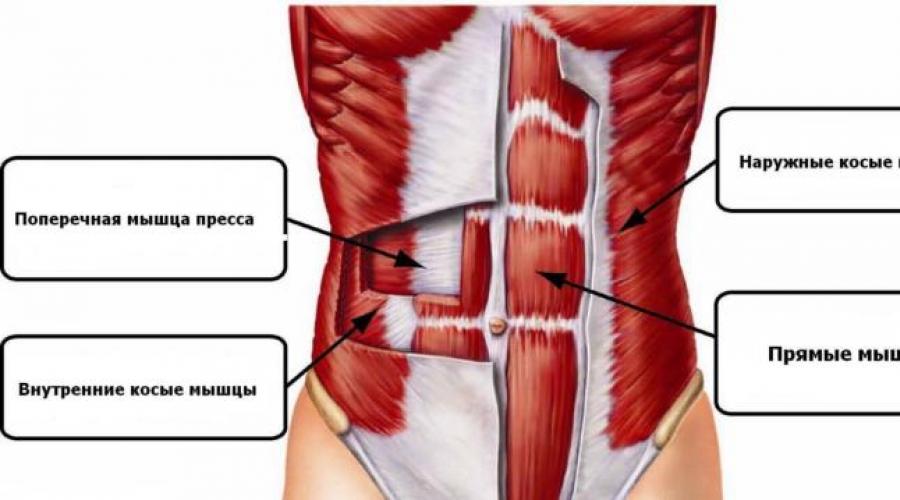 Поперечная мышца живота фото