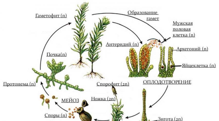 Caratteristiche caratteristiche delle piante inferiori e loro classificazione.  Segni caratteristici dei rappresentanti del regno vegetale