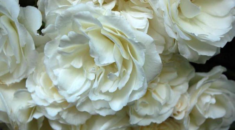 Приснилась одна белая роза. К чему снятся белые розы: о чем нам говорят сонники Миллера, Ванги, Фрейда и прочие