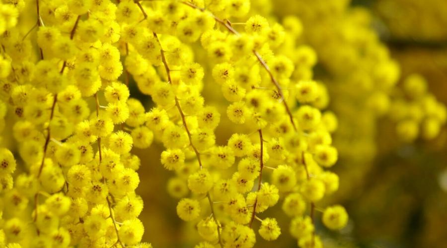 Ką geltona reiškia psichologijoje?  Ką simbolizuoja geltonos gėlės?