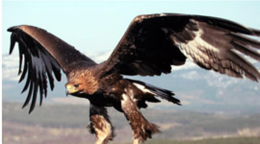 Gli uccelli più veloci del mondo sono la velocità del volo e dei record. Quale uccello vola più velocemente