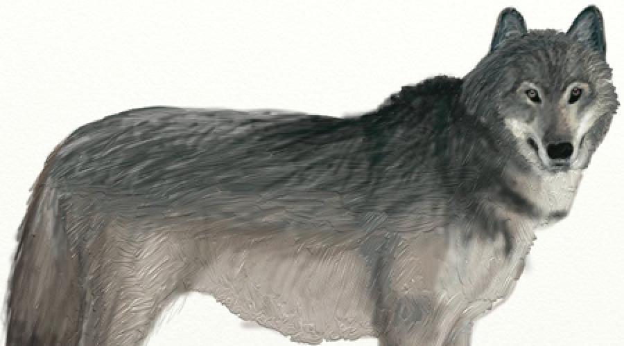 ارسم عائلة الذئب. كيفية رسم قلم الذئب الإملائي تدريجيا