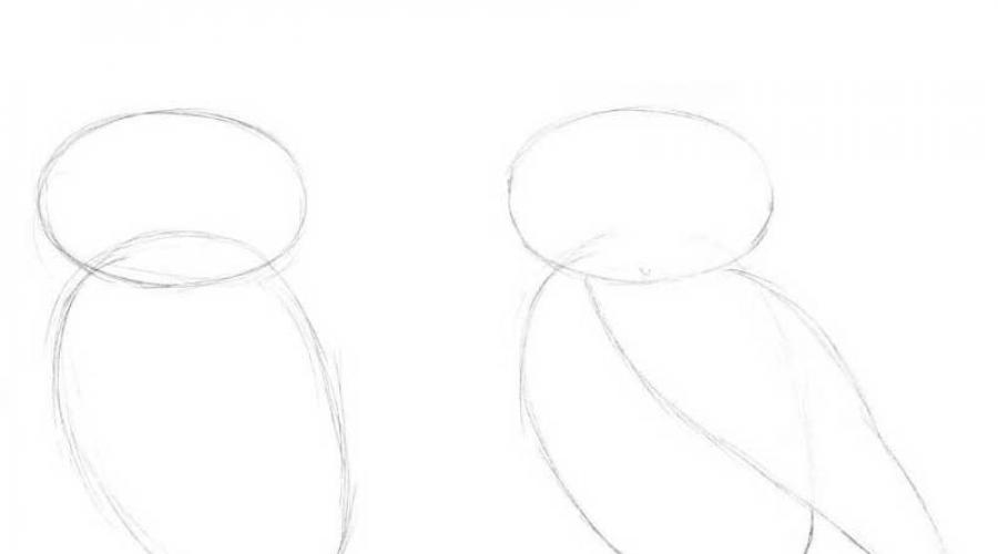 Схема рисования совы. Как нарисовать сову карандашом поэтапно для начинающих и детей? Как нарисовать красивую, мультяшную, умную сову в очках, голову совы