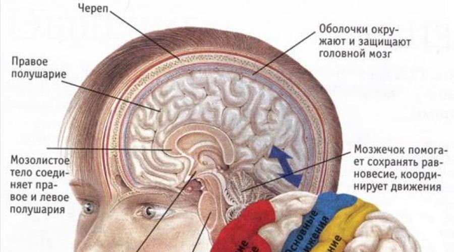 Биоэлектрическая активность коры. Гемисфера мозга что это. Миелинизация головного мозга. Левая гемисфера мозжечка за что отвечает.