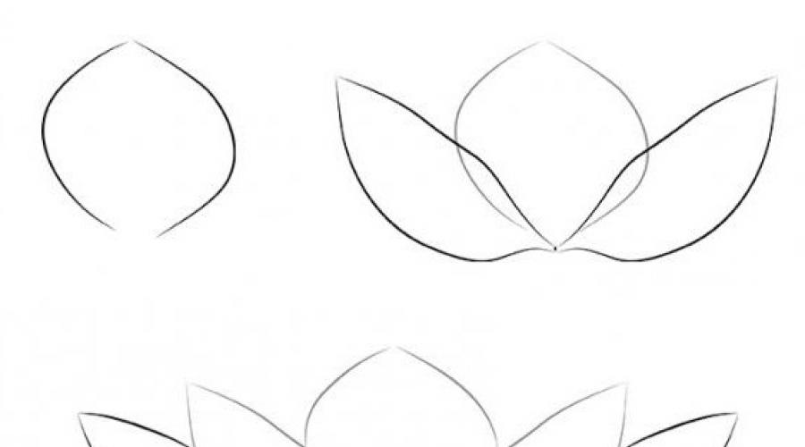 Рисунок цветка лотоса карандашом. Как нарисовать лотос карандашом поэтапно