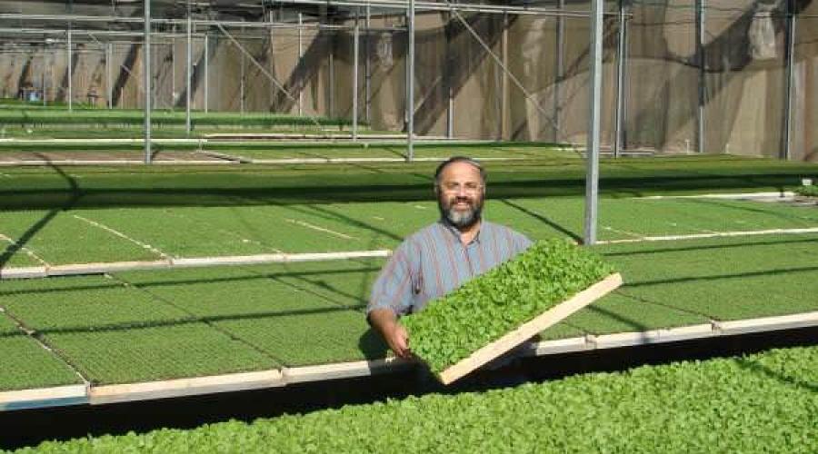 Выращивание зелени на продажу в домашних условиях как бизнес. Выращивание зелени в дачной теплице как бизнес