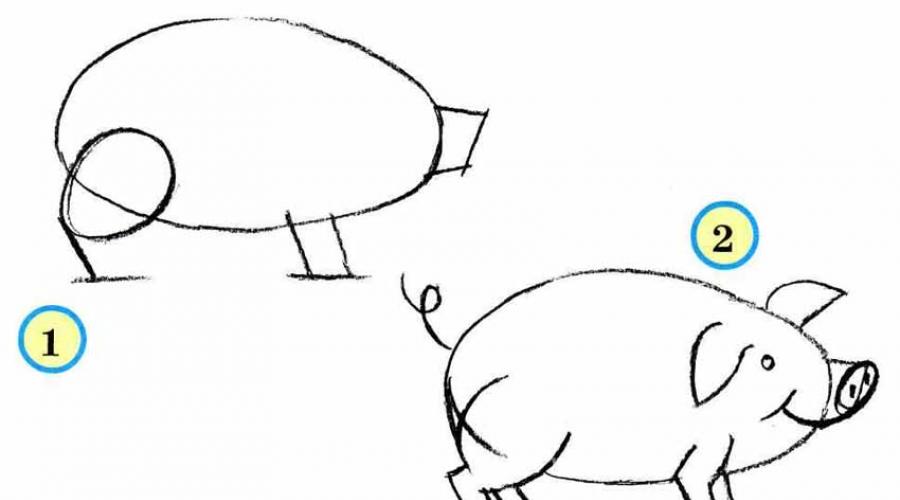 Свинка рисунок карандашом. Как нарисовать свинью красиво, а главное, правдоподобно