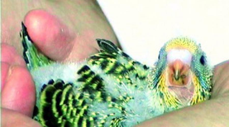 I pappagalli devono ricevere regolarmente frutta e verdura fresca. Un pappagallo ondulato in casa - Crea condizioni confortevoli per il PESO PENNATE