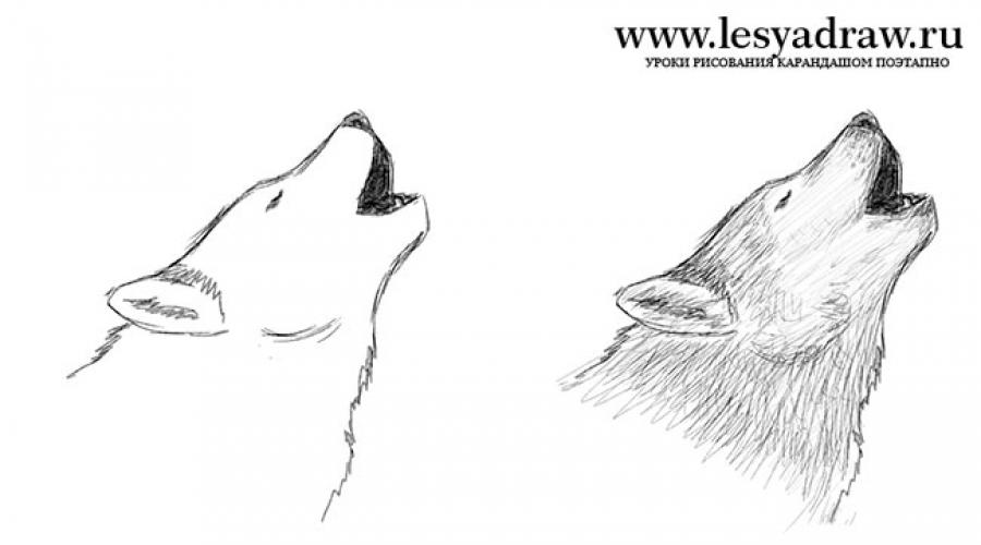 एक भेड़िया ड्राइंग। कदम से भेड़िया पेंसिल कदम आकर्षित करना सीखना