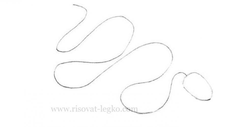 Jak narysować węże węża i jaszczurki ołówkowe. Jak malować węża (Viper) Jak narysować trujący wąż