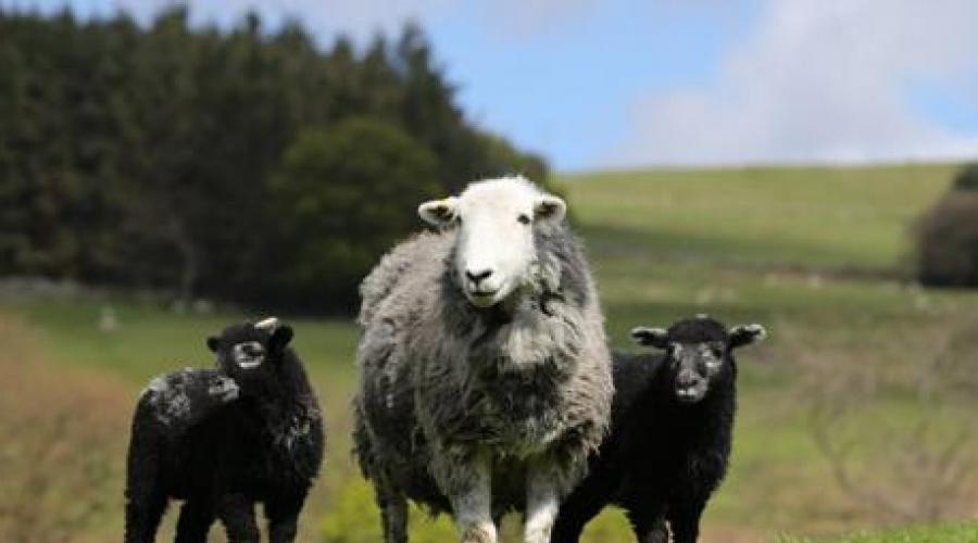  Crescere pecore come attività: segreti e calcoli di business redditizio.