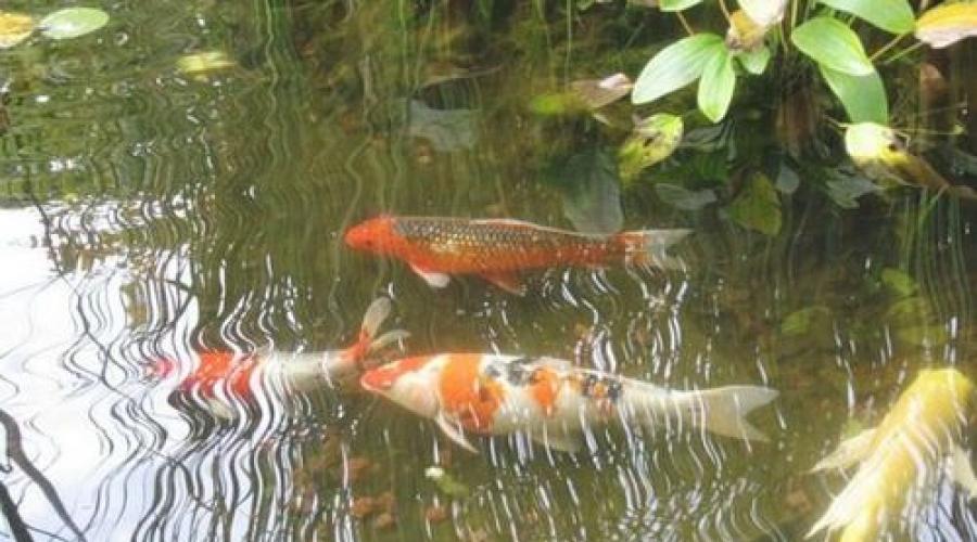 Come allevare il pesce in un piccolo laghetto nell'area del paese. Chi vive in uno stagno