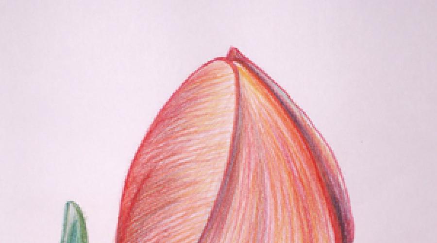 जिसे आप रंगीन पेंसिल से आसानी से बना सकते हैं।  शुरुआती के लिए रंगीन पेंसिल से कैसे आकर्षित करें - शीर्ष युक्तियाँ
