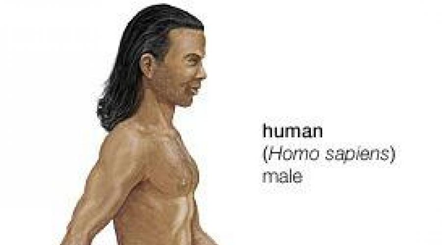 Homo sapiens'in kökeni.  Kim onlar, insanların ataları?  İnsan evriminin ana aşamaları
