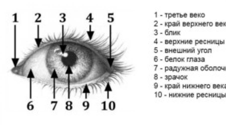 Lekcja na rysowaniu oczu. Jak nauczyć się rysować oczy, rysować realistyczne oko